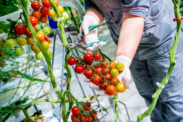 Bauern Reichen Frisch Geerntete Tomaten Frauenhände Halten Tomaten Gewächshaus — Stockfoto