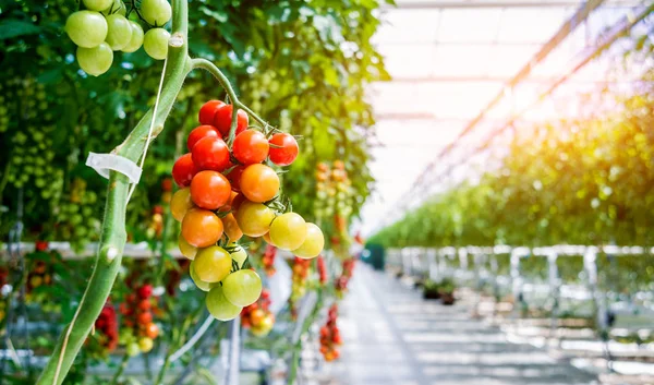 Gyönyörű Piros Érett Paradicsom Termesztett Üvegházban — Stock Fotó