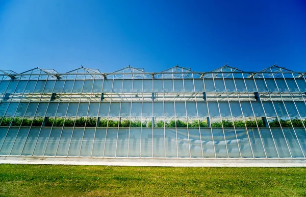 Modern Glass Greenhouses Blue Sky — Stock Photo, Image