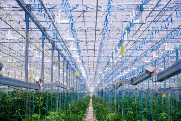Rows Plants Growing Big Industrial Greenhouse Industrial Agriculture Background — Stock Photo, Image