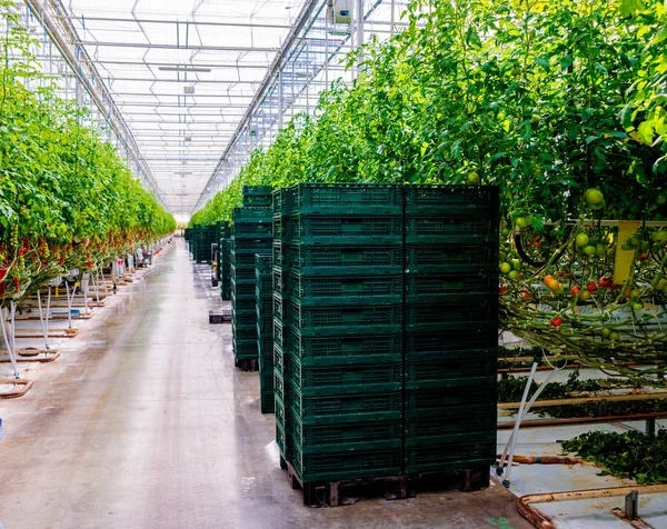 Modern greenhouse with tomato plants. Agricultural background.