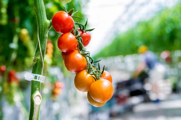Hermosos Tomates Rojos Maduros Cultivados Invernadero — Foto de Stock