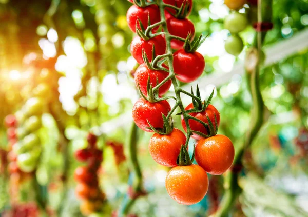 Όμορφες Κόκκινες Ώριμες Ντομάτες Που Καλλιεργούνται Θερμοκήπιο — Φωτογραφία Αρχείου