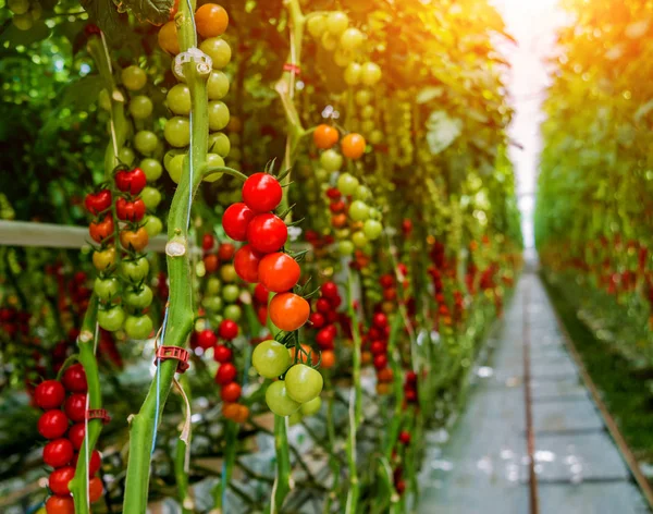 Belos Tomates Maduros Vermelhos Cultivados Estufa — Fotografia de Stock