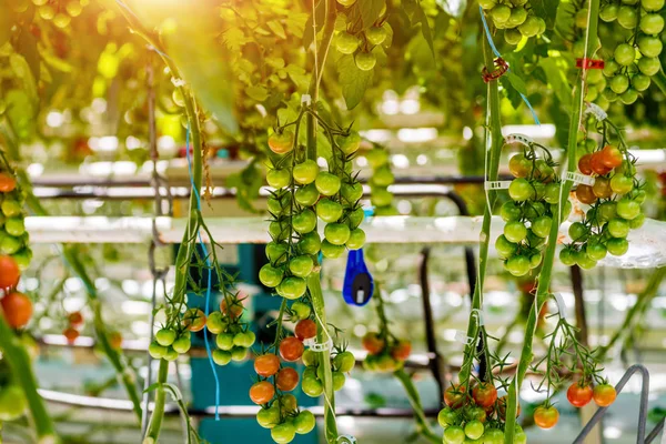 Moderna Växthus Med Tomatplantor Jordbruks Bakgrund — Stockfoto