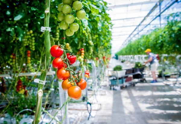 아름답고 토마토를 온실에서 자라게 — 스톡 사진
