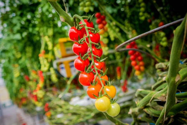 Piękne Czerwone Dojrzałe Pomidory Uprawiane Szklarni — Zdjęcie stockowe