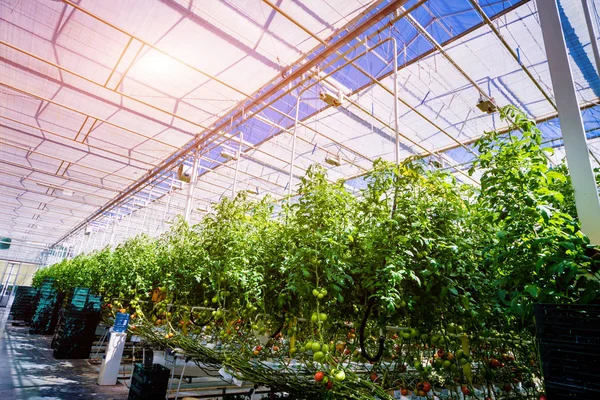 Modern greenhouse with tomato plants. Agricultural background.