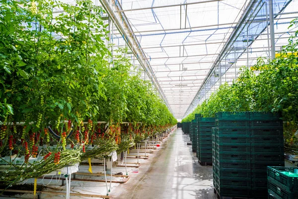 Modern greenhouse with tomato plants. Agricultural background.