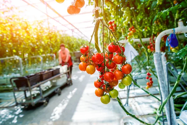 Schöne Rote Reife Tomaten Aus Einem Gewächshaus — Stockfoto