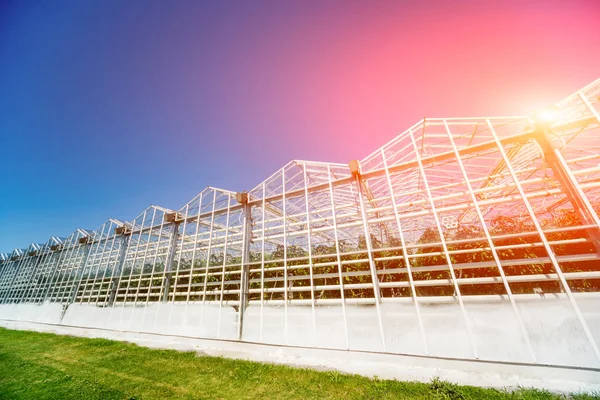 Moderna Glas Växthus Mot Den Blå Himlen — Stockfoto
