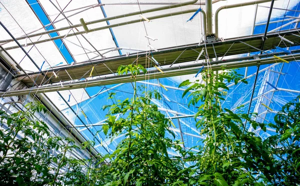 Modernes Gewächshaus Mit Tomatenpflanzen Landwirtschaftlicher Hintergrund — Stockfoto