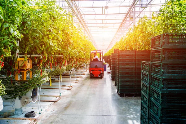 Estufa Moderna Com Plantas Tomate Fundo Agrícola — Fotografia de Stock