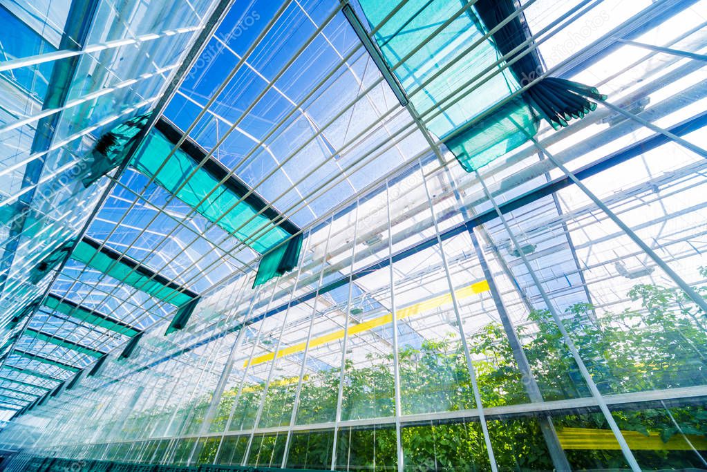 Interior of a modern greenhouse. Agricultural background.