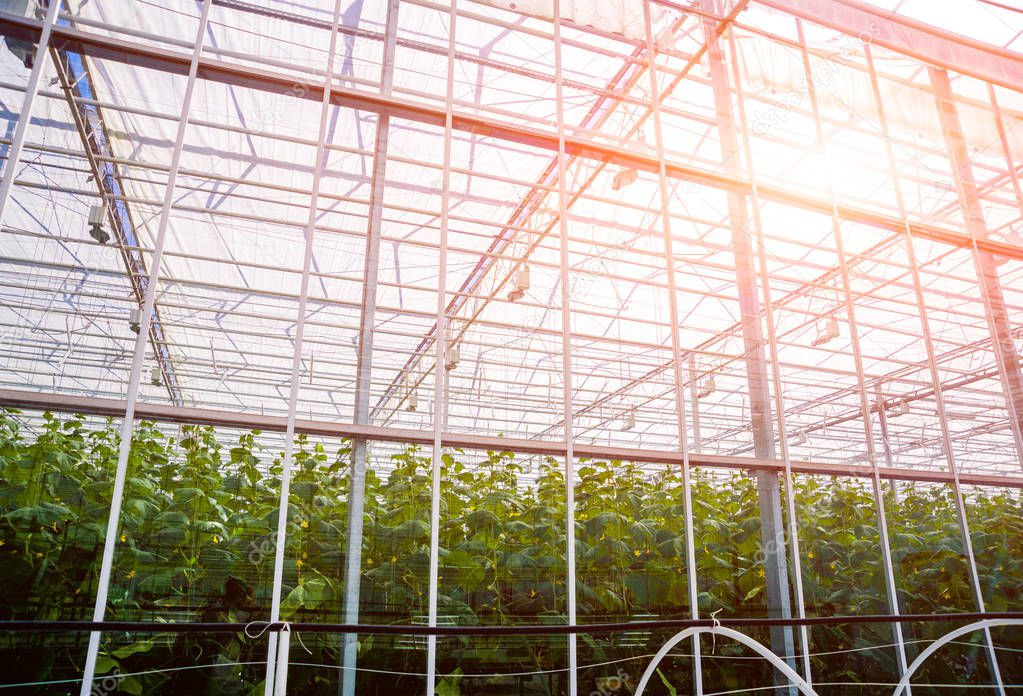 Interior of a modern greenhouse. Agricultural background.