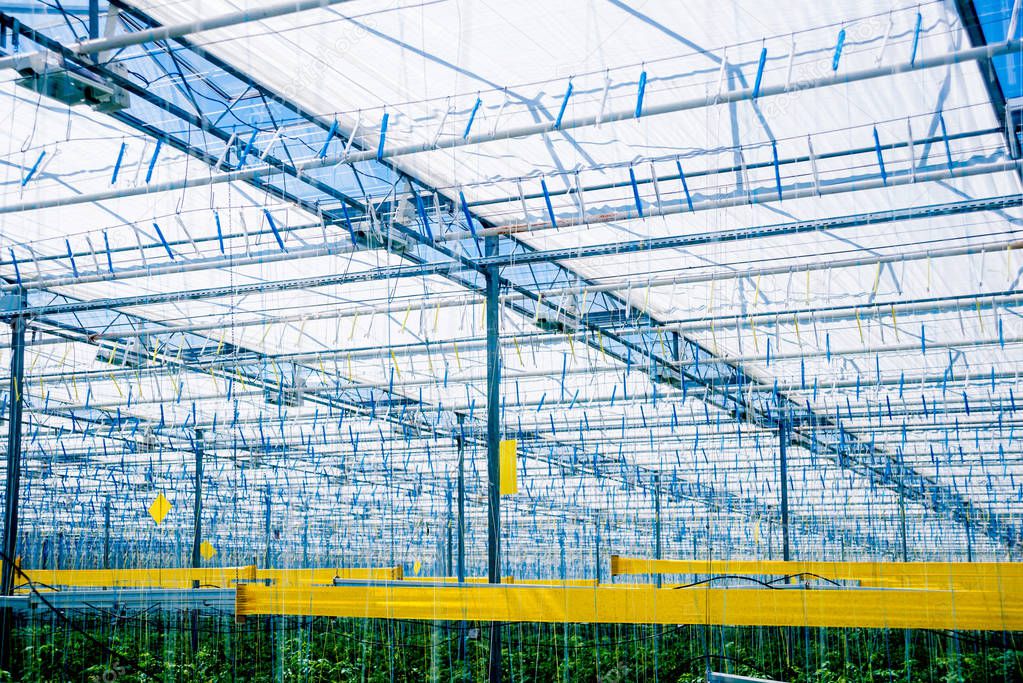 Rows of plants growing inside big industrial greenhouse. Industrial agriculture background.