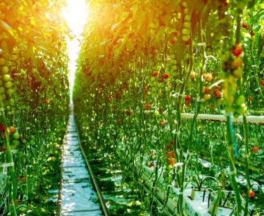 Güzel yeşil domates büyüyen bir serada. Tarım arka plan.