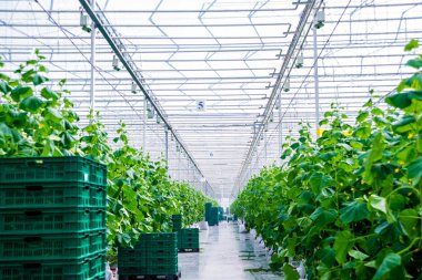 Satır bir serada yetiştirilen salatalık. 