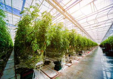 Modern sera domates bitkileri ile. Tarım arka plan.