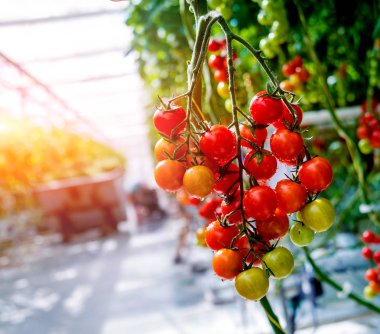 Serada yetişen güzel kırmızı domatesler..