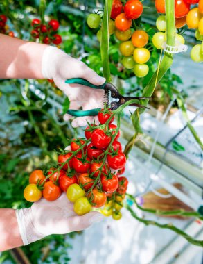 Taze hasat domates çiftçilerin elle. Holding domates eller kadın. Sera.