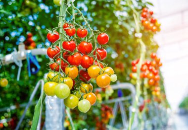 Serada yetişen güzel kırmızı domatesler..