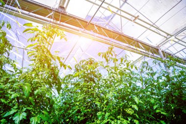 Modern sera domates bitkileri ile. Tarım arka plan.