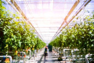 Modern sera domates bitkileri ile. Tarım arka plan.