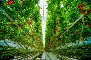 Serada yetişen güzel kırmızı domatesler..