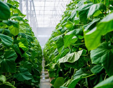 Satır bir serada yetiştirilen salatalık. 