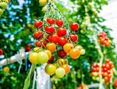 Serada yetişen güzel kırmızı domatesler..