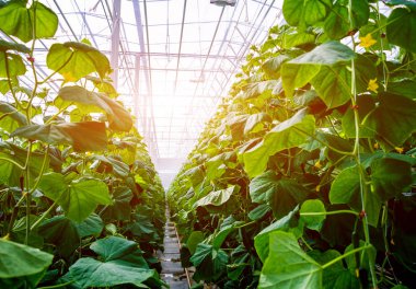 Satır bir serada yetiştirilen salatalık. 