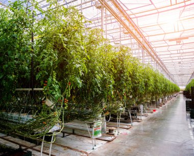 Modern sera domates bitkileri ile. Tarım arka plan.