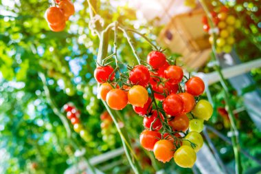 Serada yetişen güzel kırmızı domatesler..