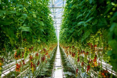 Serada yetişen güzel kırmızı domatesler..