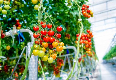 Serada yetişen güzel kırmızı domatesler..