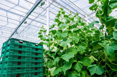 Satır bir serada yetiştirilen salatalık. 