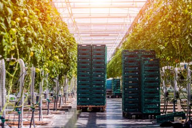 Modern sera domates bitkileri ile. Tarım arka plan.