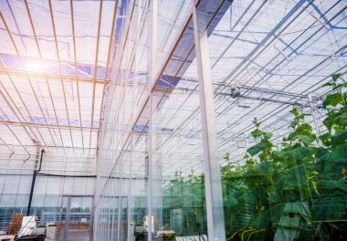 Modern sera iç. Tarım arka plan.