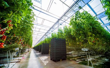 Modern sera domates bitkileri ile. Tarım arka plan.