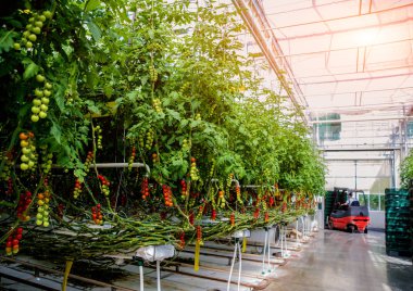 Serada yetişen güzel kırmızı domatesler..