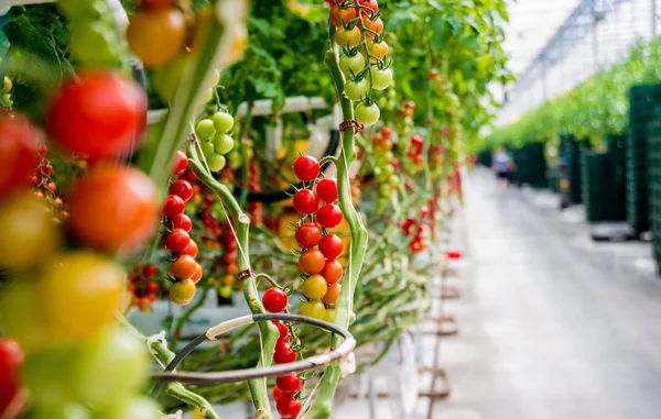 Schöne Rote Reife Tomaten Aus Einem Gewächshaus — Stockfoto