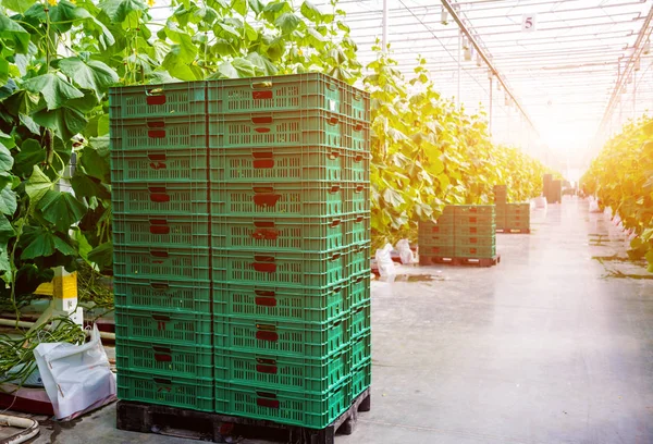 Satır bir serada yetiştirilen salatalık. 