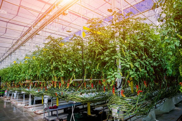Modernes Gewächshaus Mit Tomatenpflanzen Landwirtschaftlicher Hintergrund — Stockfoto