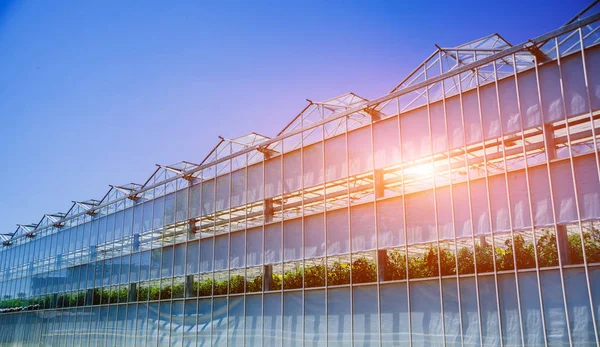 Modern Glass Greenhouses Blue Sky — Stock Photo, Image