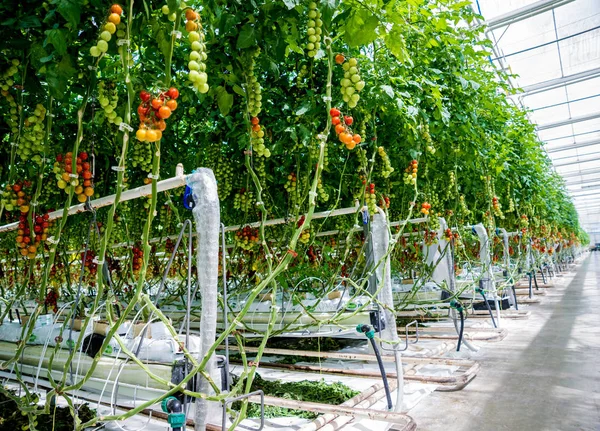 Serada yetişen güzel kırmızı domatesler..