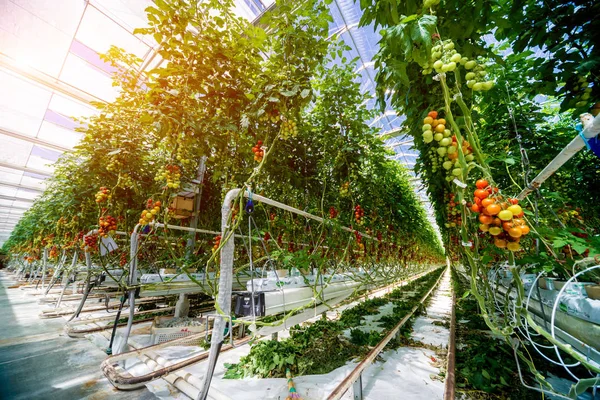 Schöne Rote Reife Tomaten Aus Einem Gewächshaus — Stockfoto