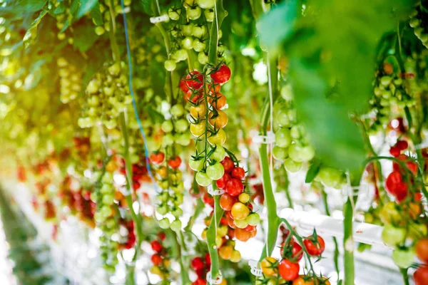 Hermosos Tomates Rojos Maduros Cultivados Invernadero — Foto de Stock