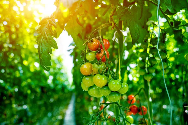 Schöne Grüne Tomaten Die Einem Gewächshaus Wachsen Landwirtschaftlicher Hintergrund — Stockfoto