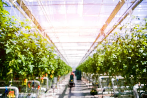 Modern sera domates bitkileri ile. Tarım arka plan.